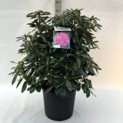 Rhododendron (Rhododendron 'Roseum Elegans') 31 Rhododendron (Rhododendron 'Roseum Elegans') -Groene Pracht r. roseum elegans c30