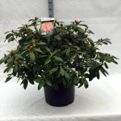 Rhododendron (Rhododendron 'Virginia Richards') 20 Rhododendron (Rhododendron 'Virginia Richards') -Groene Pracht r. virginia richards c40