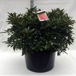 Rhododendron (Rhododendron 'Wilgen's Ruby') 36 Rhododendron (Rhododendron 'Wilgen's Ruby') -Groene Pracht r. wilgens ruby c80