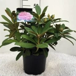 Rhododendron (Rhododendron 'Doc') -Groene Pracht r. y doc c5
