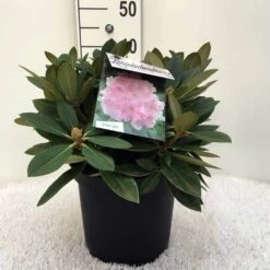 Dwergrhododendron (Rhododendron 'Dreamland') 23 Dwergrhododendron (Rhododendron 'Dreamland') -Groene Pracht r. y dreamland c5