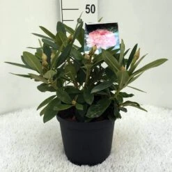 Rhododendron (Rhododendron 'Percy Wiseman') -Groene Pracht r. y percy wiseman c5