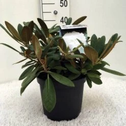 Dwergrhododendron (Rhododendron 'Porzellan') 16 Dwergrhododendron (Rhododendron 'Porzellan') -Groene Pracht r. y porzelan c5