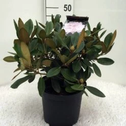 Dwergrhododendron (Rhododendron 'Silberwolke') 7 Dwergrhododendron (Rhododendron 'Silberwolke') -Groene Pracht r. y silberwolke c5