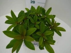 Rhododendron (Rhododendron 'Red Jack') 25 Rhododendron (Rhododendron 'Red Jack') -Groene Pracht red jack c2 boven