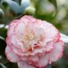 Camelia (Camellia Japonica 'Margaret Davis') 2 Camelia (Camellia Japonica 'Margaret Davis') -Groene Pracht rera03446