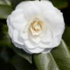 Camelia (Camellia Japonica 'Purity') 2 Camelia (Camellia Japonica 'Purity') -Groene Pracht rera03507