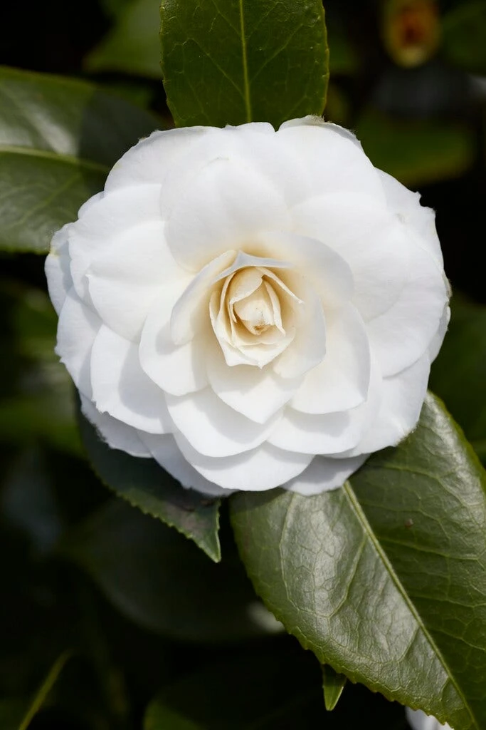 Camelia (Camellia Japonica 'Purity') 3 Camelia (Camellia Japonica 'Purity')
