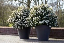 Groenblijvende Sneeuwbal (Viburnum Tinus 'Eve Price') 17 Groenblijvende Sneeuwbal (Viburnum Tinus 'Eve Price') -Groene Pracht rera04753