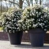 Sneeuwbal Als Bolvorm (Viburnum Tinus 'Eve Price') 2 Sneeuwbal Als Bolvorm (Viburnum Tinus 'Eve Price') -Groene Pracht rera04753 1