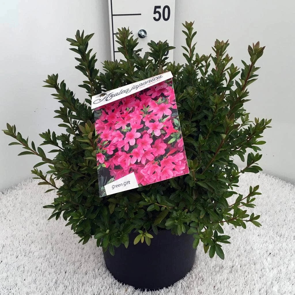 Japanse Azalea (Rhododendron 'Madame Van Hecke') 12 Japanse Azalea (Rhododendron 'Madame Van Hecke') - Afbeelding 10