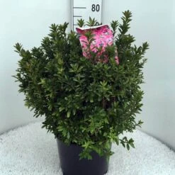 Japanse Azalea (Rhododendron 'Madame Van Hecke') 28 Japanse Azalea (Rhododendron 'Madame Van Hecke') -Groene Pracht rh. aj mme van hecke c15