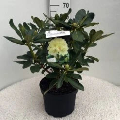 Rhododendron (Rhododendron 'Horizon Monarch') 33 Rhododendron (Rhododendron 'Horizon Monarch') -Groene Pracht rh. horizon monarch c10 50 cm