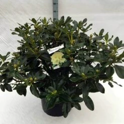 Rhododendron (Rhododendron 'Horizon Monarch') 39 Rhododendron (Rhododendron 'Horizon Monarch') -Groene Pracht rh. horizon monarch c40