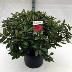 Rhododendron (Rhododendron 'Lord Roberts') 14 Rhododendron (Rhododendron 'Lord Roberts') -Groene Pracht rh. lord roberts c40