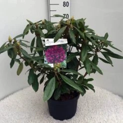 Rhododendron (Rhododendron 'Marcel Menard') -Groene Pracht rh. marcel menard c10 50 cm