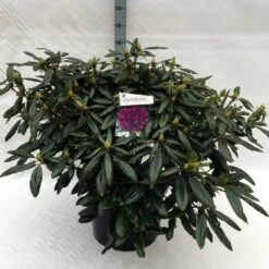 Rhododendron (Rhododendron 'Marcel Menard') -Groene Pracht rh. marcel menard c40