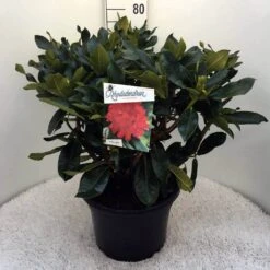 Rhododendron (Rhododendron 'Markeeta's Prize') -Groene Pracht rh. markeeta s prize c20