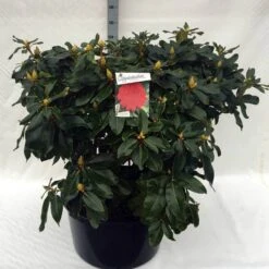 Rhododendron (Rhododendron 'Markeeta's Prize') -Groene Pracht rh. markeeta s prize c80