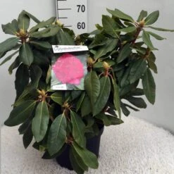 Rhododendron (Rhododendron 'American Beauty') 17 Rhododendron (Rhododendron 'American Beauty') -Groene Pracht rh. p. a. beauty c10 50 cm
