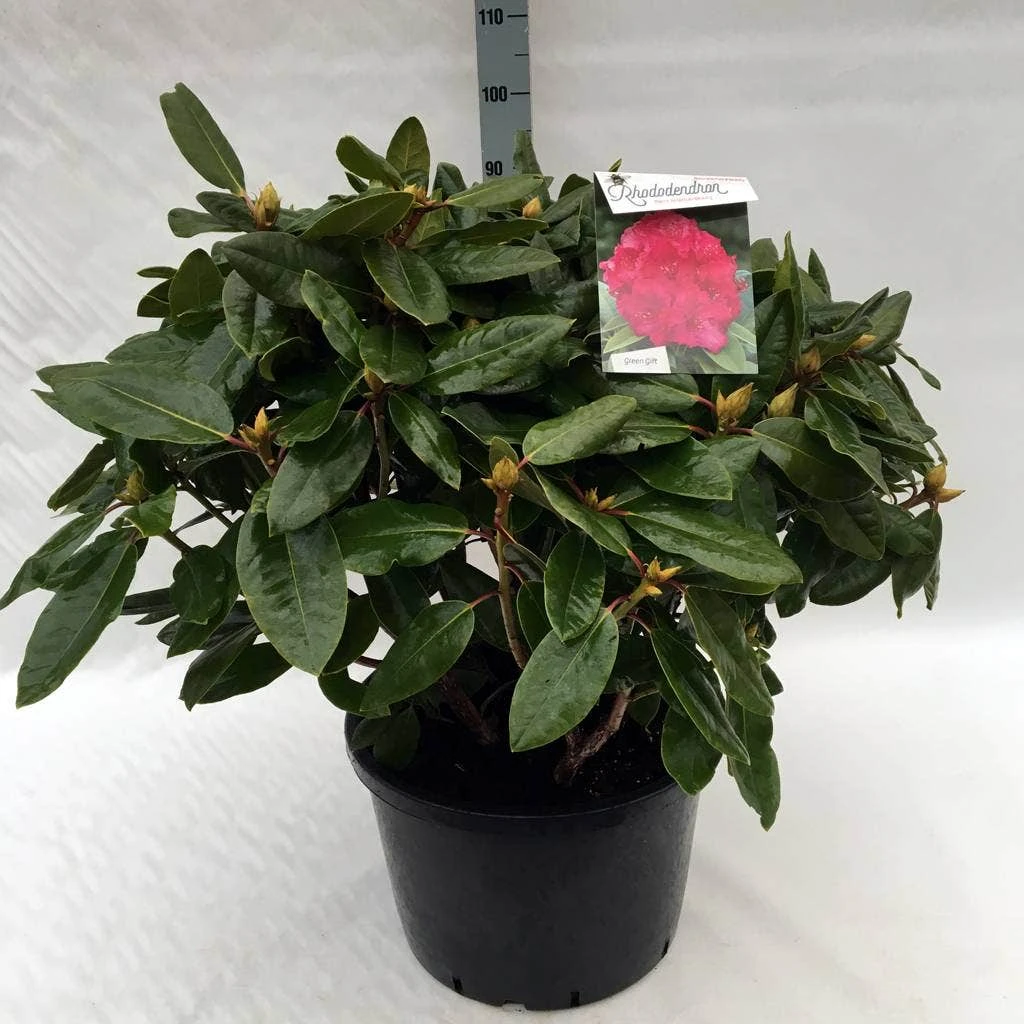 Rhododendron (Rhododendron 'American Beauty') 12 Rhododendron (Rhododendron 'American Beauty') - Afbeelding 10