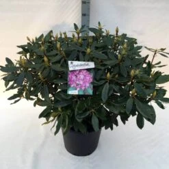 Bosrhododendron (Rhododendron Ponticum 'Roseum') 15 Bosrhododendron (Rhododendron Ponticum 'Roseum') -Groene Pracht rh. pont. roseum c30