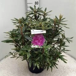 Bosrhododendron (Rhododendron Ponticum 'Variegatum') -Groene Pracht rh. pont. variegatum c10 50 cm