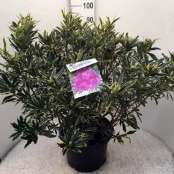 Bosrhododendron (Rhododendron Ponticum 'Variegatum') -Groene Pracht rh. pont. variegatum c20