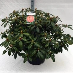 Rhododendron (Rhododendron 'Virginia Richards') 19 Rhododendron (Rhododendron 'Virginia Richards') -Groene Pracht rh. virginia richards c40