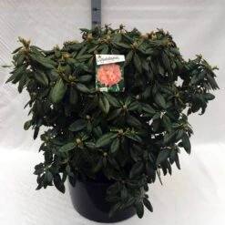 Rhododendron (Rhododendron 'Virginia Richards') 22 Rhododendron (Rhododendron 'Virginia Richards') -Groene Pracht rh. virginia richards c80