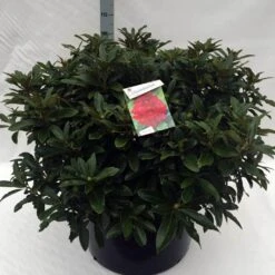 Rhododendron (Rhododendron 'Wilgen's Ruby') 35 Rhododendron (Rhododendron 'Wilgen's Ruby') -Groene Pracht rh. wilgens ruby c80