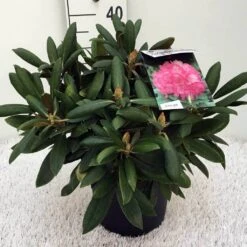 Dwergrhododendron (Rhododendron 'Polaris') 10 Dwergrhododendron (Rhododendron 'Polaris') -Groene Pracht rh. y polaris c5