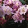 Dwergrhododendron (Rhododendron 'Caroline Allbrook') -Groene Pracht rhcallbr 2