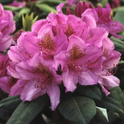 Rhododendron (Rhododendron 'Delta') 3 Rhododendron (Rhododendron 'Delta')