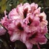 Rhododendron (Rhododendron 'Kokardia') -Groene Pracht rhkokard 2
