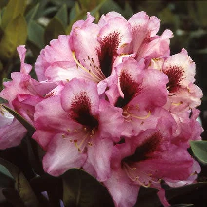 Rhododendron (Rhododendron 'Kokardia') 3 Rhododendron (Rhododendron 'Kokardia')