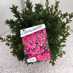 Japanse Azalea (Rhododendron 'Madame Van Hecke') 26 Japanse Azalea (Rhododendron 'Madame Van Hecke') -Groene Pracht rho. aj mme van hecke c10