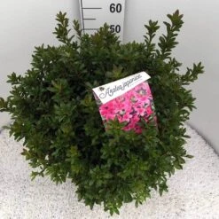 Japanse Azalea (Rhododendron 'Madame Van Hecke') 29 Japanse Azalea (Rhododendron 'Madame Van Hecke') -Groene Pracht rho. aj mme van hecke c15