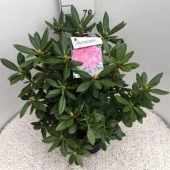 Rhododendron (Rhododendron 'Cosmopolitan') 24 Rhododendron (Rhododendron 'Cosmopolitan') -Groene Pracht rho. cosmopolitan c10 50 cm