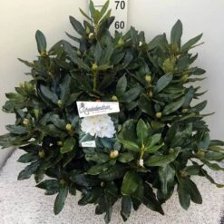 Rhododendron (Rhododendron 'Cunningham White') 31 Rhododendron (Rhododendron 'Cunningham White') -Groene Pracht rho. cunn white c20