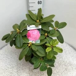 Rhododendron (Rhododendron 'Germania') 33 Rhododendron (Rhododendron 'Germania') -Groene Pracht rho. germania c10 50 cm