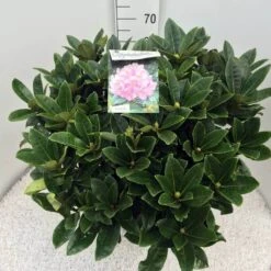 Rhododendron (Rhododendron 'Gomer Waterer') 16 Rhododendron (Rhododendron 'Gomer Waterer') -Groene Pracht rho. gomer waterer c20