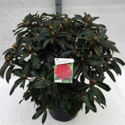Rhododendron (Rhododendron 'Halfdan Lem') -Groene Pracht rho. halfdan lem c40