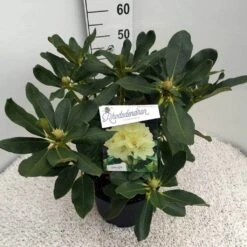 Rhododendron (Rhododendron 'Horizon Monarch') 32 Rhododendron (Rhododendron 'Horizon Monarch') -Groene Pracht rho. horizon monarch c10 50 cm