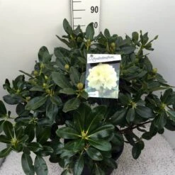 Rhododendron (Rhododendron 'Horizon Monarch') 41 Rhododendron (Rhododendron 'Horizon Monarch') -Groene Pracht rho. horizon monarch c20