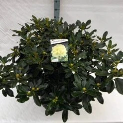 Rhododendron (Rhododendron 'Horizon Monarch') 38 Rhododendron (Rhododendron 'Horizon Monarch') -Groene Pracht rho. horizon monarch c40