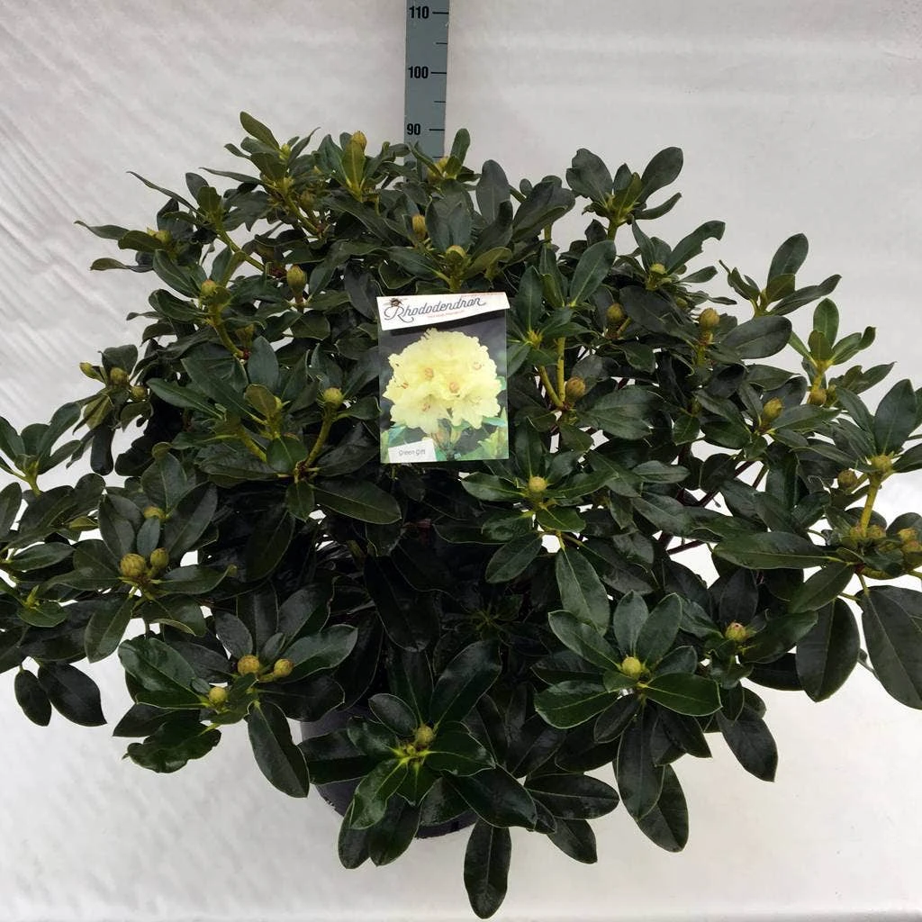 Rhododendron (Rhododendron 'Horizon Monarch') 19 Rhododendron (Rhododendron 'Horizon Monarch') - Afbeelding 17