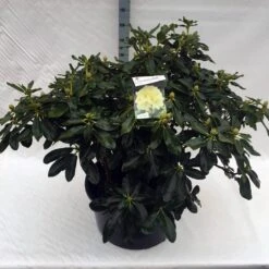 Rhododendron (Rhododendron 'Horizon Monarch') 35 Rhododendron (Rhododendron 'Horizon Monarch') -Groene Pracht rho. horizon monarch c80