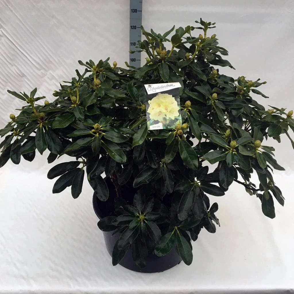 Rhododendron (Rhododendron 'Horizon Monarch') 16 Rhododendron (Rhododendron 'Horizon Monarch') - Afbeelding 14