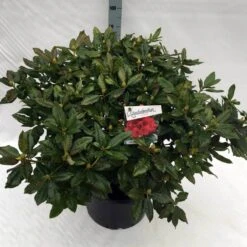 Rhododendron (Rhododendron 'Lord Roberts') 13 Rhododendron (Rhododendron 'Lord Roberts') -Groene Pracht rho. lord roberts c40